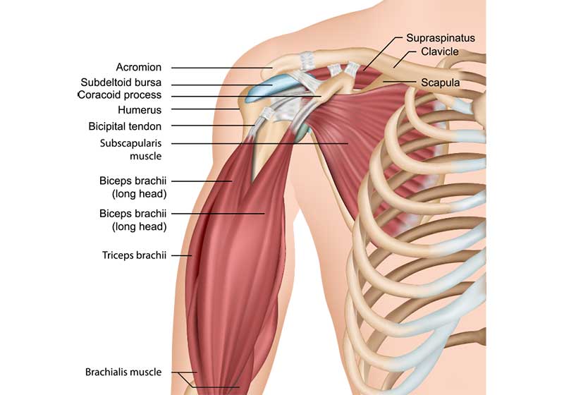 Shoulder Dislocation and Recurrent